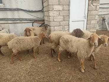 it yuvasi satisi: Dişi, il: 1 — 8