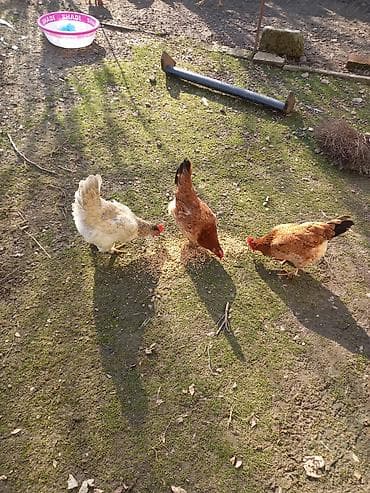 Dovşanlar: Tam sağlam yerli yumurtlayan toyuqlardır 2025 ci ilin may ayının 5 nin — 2