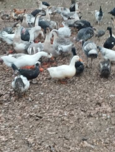 Akvariumlar: Продажа птиц — 3