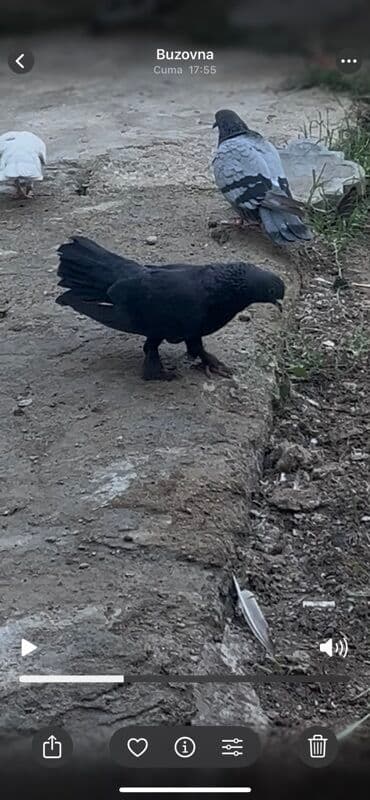 Tutulmadı. Damların arasıynan day yox quşlarımnan yuxarıdan tutulub lalafo.az -da Tutulmadı. Damların arasıynan day yox quşlarımnan yuxarıdan tutulub