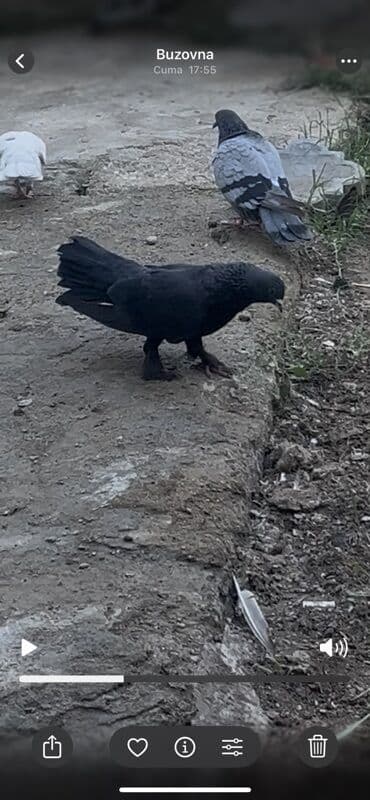 etibarli əllərə verilir: Tutulmadı. Damların arasıynan day yox quşlarımnan yuxarıdan tutulub — 1