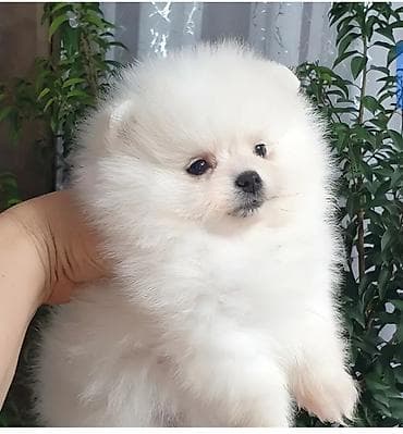 i̇t şpitz: Şpitz, 2 ay — 1