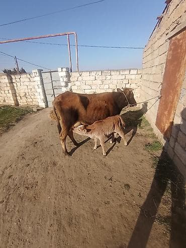 Ördəklər: Dişi, il: 5, 250 kq, Damazlıq, Südlük — 4