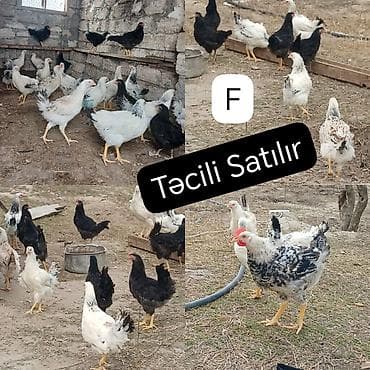 bakıda it satışı: ‼️ Təcili Satılır ‼️ 35 ədəd 5 aylıq colpalar satılır tam — 1