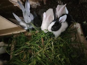 balaca pişik: Yeni doğulmuşdan ev şəraitində böyüdülmüş dovşanlar 9bala 1 ana dovsan — 2