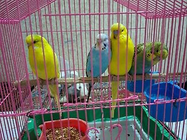 Üç ededi çex bir ededi valnistdi yuvasi qefesu bir yerde 80 mana