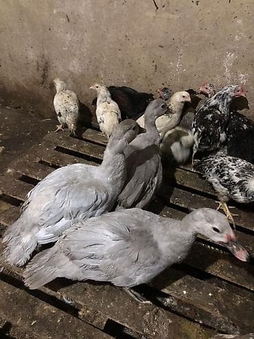 hinduska satilir: Original Lavanda ördək satılır — 1