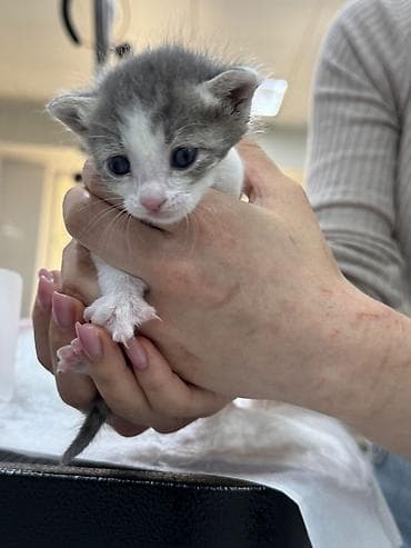 Erkək, Yaxşı əllərə, Pulsuz çatdırılma