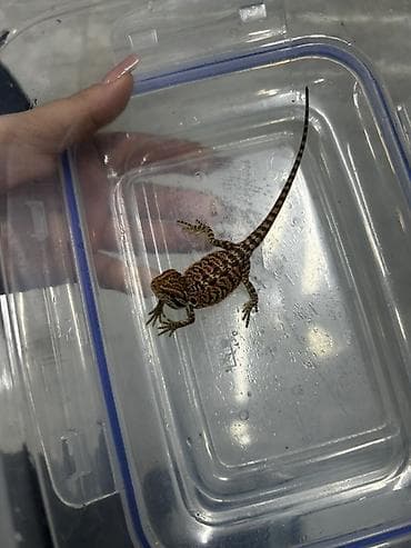 norka heyvan: Növ: Bearded Dragon (Pogona vitticeps) aqama balaları qiymetler — 3