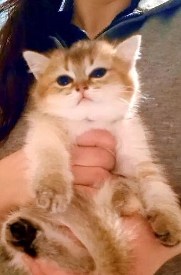 siyamski pişik: Britan, Dişi, Yaxşı əllərə, Ünvandan götürmə — 1