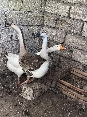 qaz balari: 3 ədəd linda qazı satılır 1 xoruz,2 fərə 1 yaşındadırlar küh yatmağa — 2