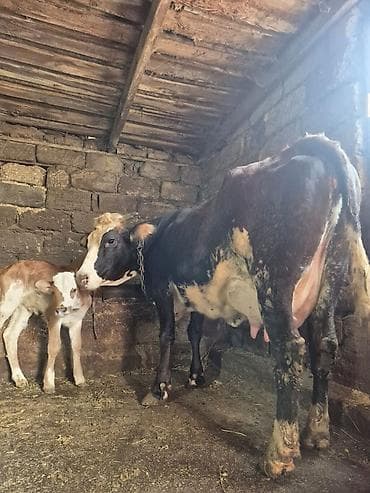 mal inək: 14 litir süd verir 3 qarına doğub 15 gündü doğub balası dişdi — 5