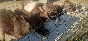 it satisi balaca: Dana, buzov, Erkək, ay: 1, 100 kq, Ətlik, Ünvandan götürmə, Ödənişli çatdırılma — 5