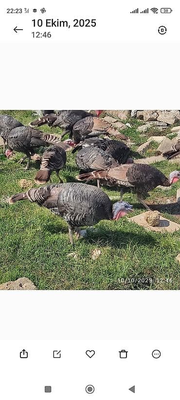 Hinduşka amerkan bronz yumurtalari satilir ünvan Masdaga