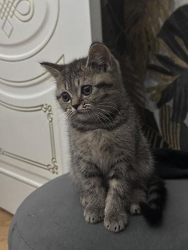 pisiyler: Şotland yastı qulaq — 5