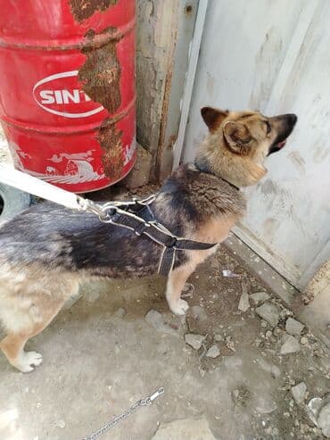 chappi it yemi: İt üçün xalta 2 gün işlədilib — 2