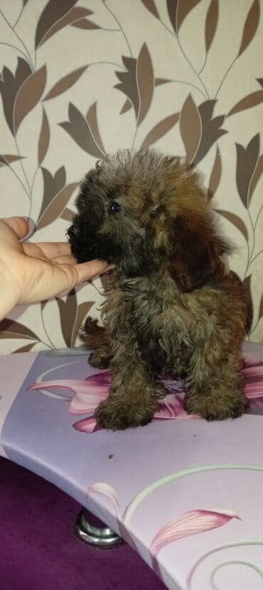 собака отдам в хорошие руки: Пудель, 3 месяца, Самец, С прививками, Платная доставка — 2