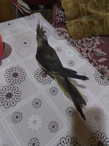 Nimfa tutuquşu (Cockatiel) - Rəng: tünd boz bədən, yanaqlarda açıq