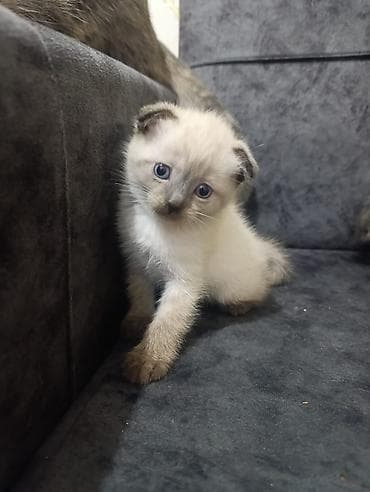 etibarli ellere it: Şirin balaca pişiklər - Cins: şəkillərdə müxtəlif qıvrımqulaqlı və — 5