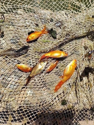 suda yaşayan heyvanlar haqqında məlumat: Qızıl balıq, Sülhsevər, Ünvandan götürmə — 2