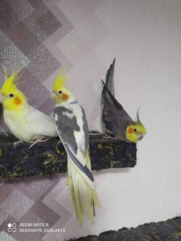 xaski it satisi: Salam danisan quslar satilir. Yaslari ferqlidir. Quslar dislemir — 9