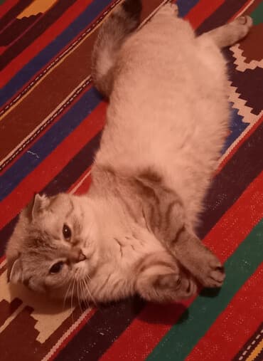 pişiyi: Şotland yastı qulaq, Dişi, Yaxşı əllərə, Ünvandan götürmə — 1