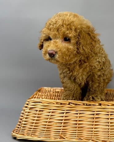 хочу купить маленькую собачку: Пудель — 3