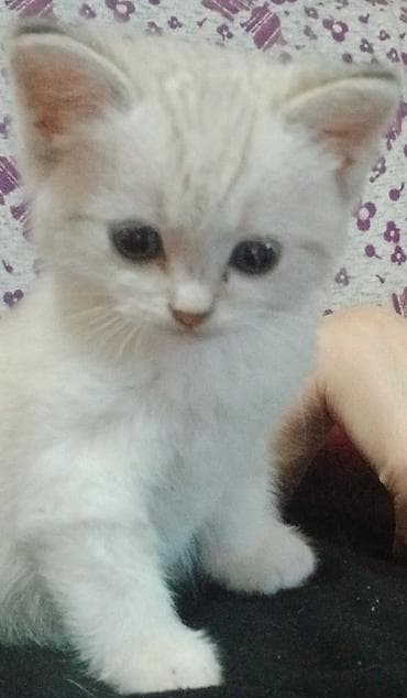 pişik yuvası: Yaxşı əllərə — 2