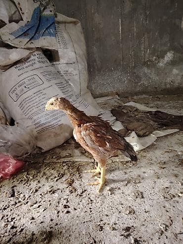 Toyuq cücələri, Ətlik