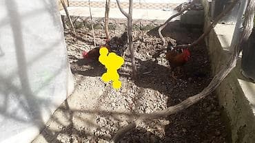 xoruzdar: Məhsul: Xoruzlar çilli xoruz satilib qırmızı xoruzdardır alimda qalan — 5