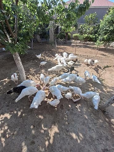 hindus: 3 ayliq temiz cins ag kanada hindusqalari satilir qiymet sondur unvan — 4