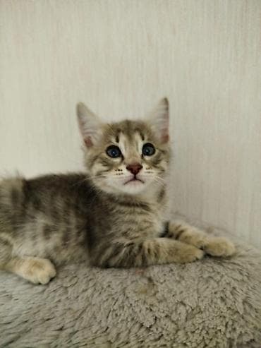Отдам в добрые руки очаровательного котёнка от домашней кошечки — 2