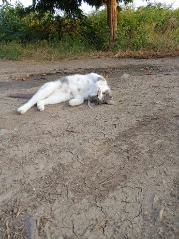 котята в добрые руки баку: Dişi — 3