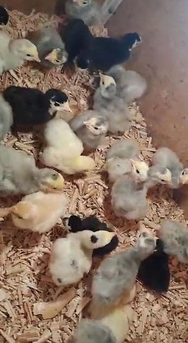 dosan sekili: Dişi, Amerika, Ətlik, Pulsuz çatdırılma — 2