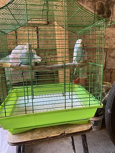 tutuquşu qiyməti: Salam. 2 papuqay . Baladılar. Qefes ile beraber.Qiymet 28 sondur — 1