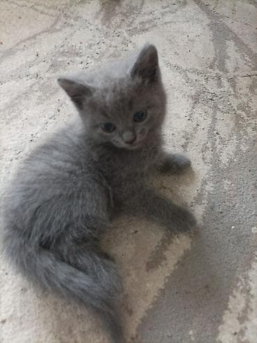 ingilis setter it cinsi: Şotland — 6