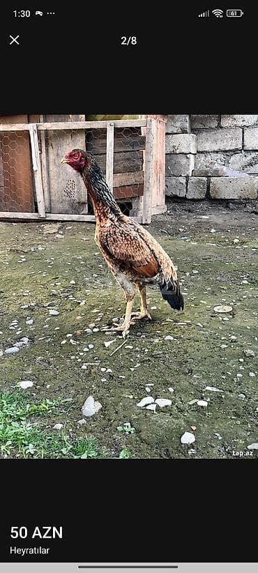 Salam maşallah temiz qan Patel qiymət 60manat ayağı ağır olumludu — 1