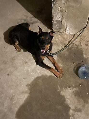 qara mal: Doberman, 1 il, Dişi, Peyvəndli, Ünvandan götürmə, Ödənişli çatdırılma — 3
