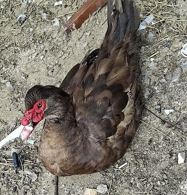 Dişi, | Lal ördək, Ətlik