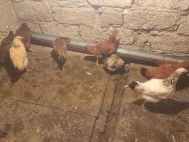 lider 55 cuce: Toyuq cücələri, Damazlıq — 2