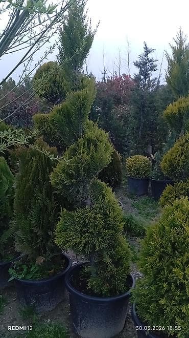 bəzək bitkilərinin adları: Satılır: Qutuda dekorativ və meyvə-ağacı tingləri, həmçinin bəzək — 8