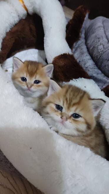 keci seki: Qızıl şinşilla, Erkək, Yaxşı əllərə, Ünvandan götürmə — 7