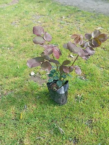 Qızılgül (Rosa) tingi – qara polietilen kisədə, kökləri torpaqla