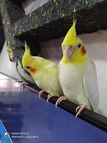 qarğa balası: Salam danisan quslar satilir. Yaslari ferqlidir. Quslar dislemir — 6