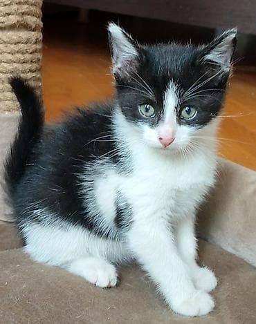 Erkək lalafo.az -da Erkək