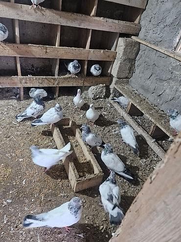 sumqayit goyercin: Məhsul: Ev göyərçinləri qrupu (ağ və ağ‑qara ləkəli rənglər) Təsvir — 3