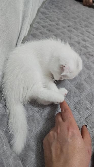 it adlari disi: Şotland yastı qulaq — 3