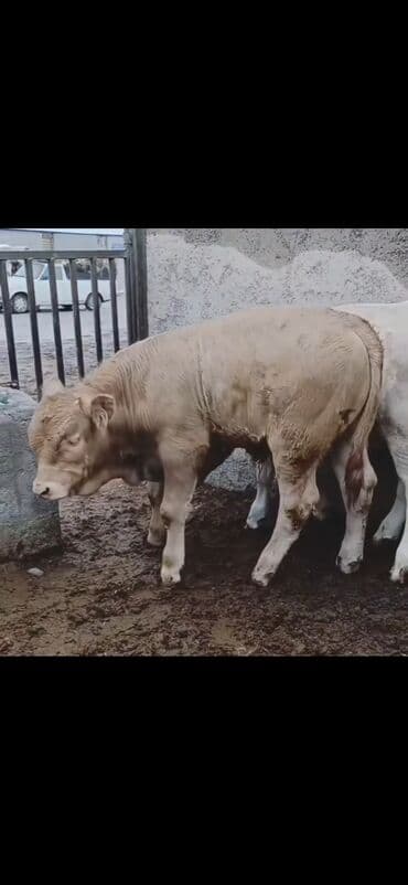dovşan satışı: Satışda: 2 baş ətlik buzaq - Növ: erkək buzaqlar - Rəng: açıq krem və — 8