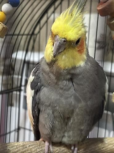 Heyvanlar: Nimfa (Cockatiel) tutuquşu - Növ: Nimfa (Nymphicus hollandicus) – — 1