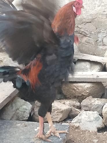 hind quwu: Döyüşkən xoruz 50 azn vəya 4fərə ilə barter ciddi alıcıyla razılaşmaq — 5